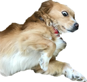 Emoji dogsurprised.png