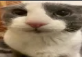 Emoji sadcat.png